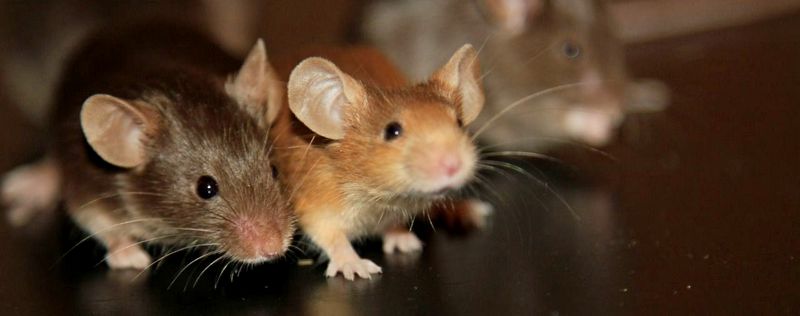 Все о мышах в Ивантеевке | ЗооТом - продажа, вязка и услуги для животных в Ивантеевке