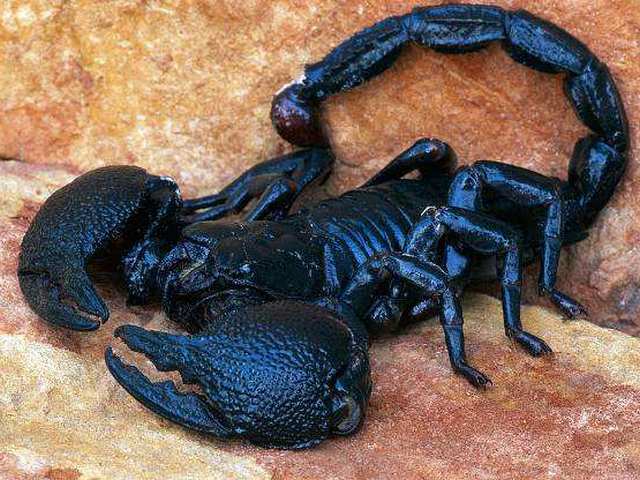 Все о скорпионах в Ивантеевке | ЗооТом портал о животных
