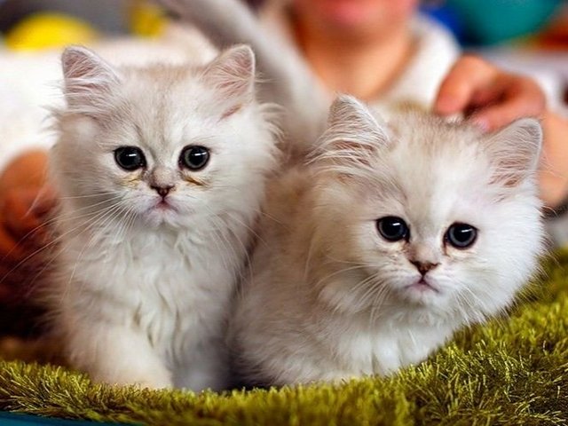 Породы кошек в Ивантеевке | ЗооТом портал о животных