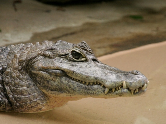 Все о крокодилах в Ивантеевке | ЗооТом портал о животных