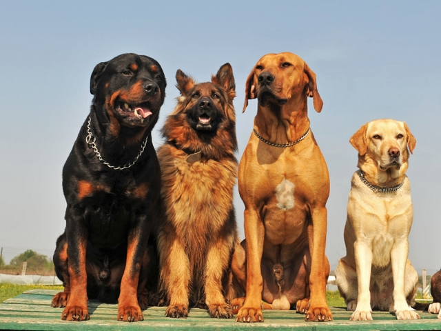 Крупные породы собак в Ивантеевке | ЗооТом портал о животных