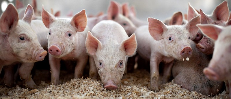 Все о свиньях в Ивантеевке | ЗооТом портал о животных