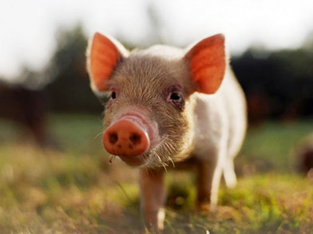 Все о свиньях в Ивантеевке | ЗооТом портал о животных